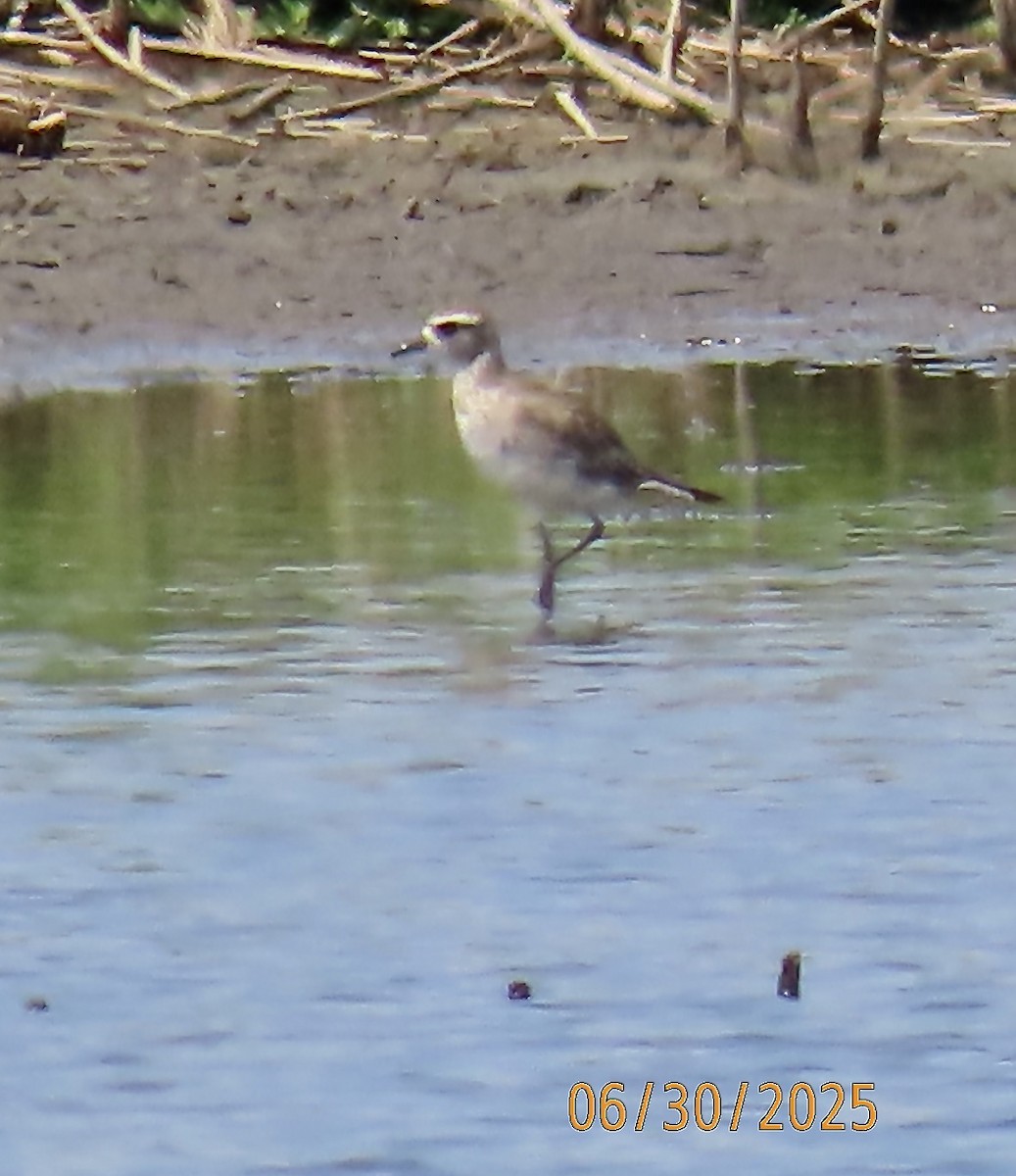 American Golden-Plover - ML638291317