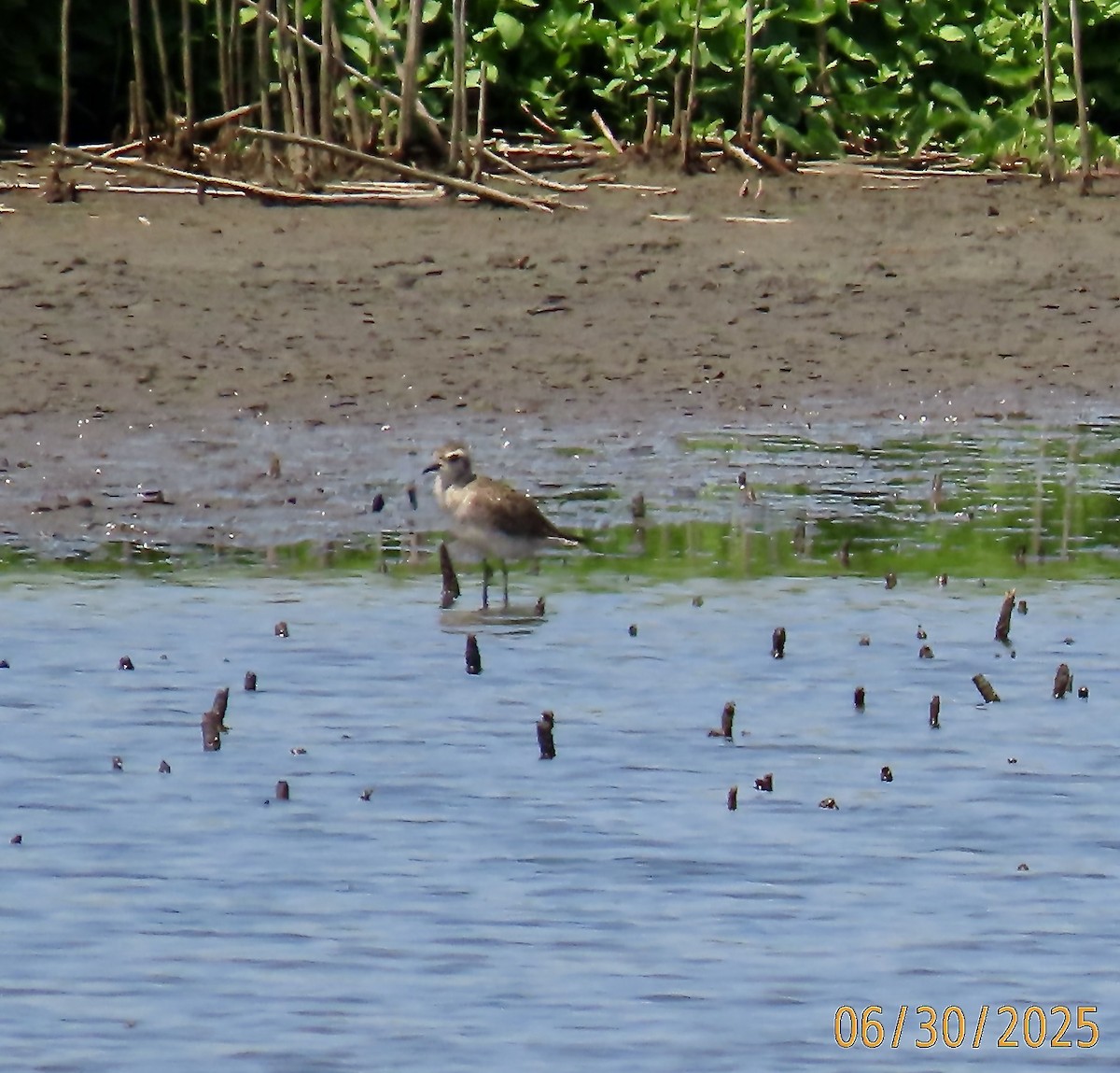 American Golden-Plover - ML638291320