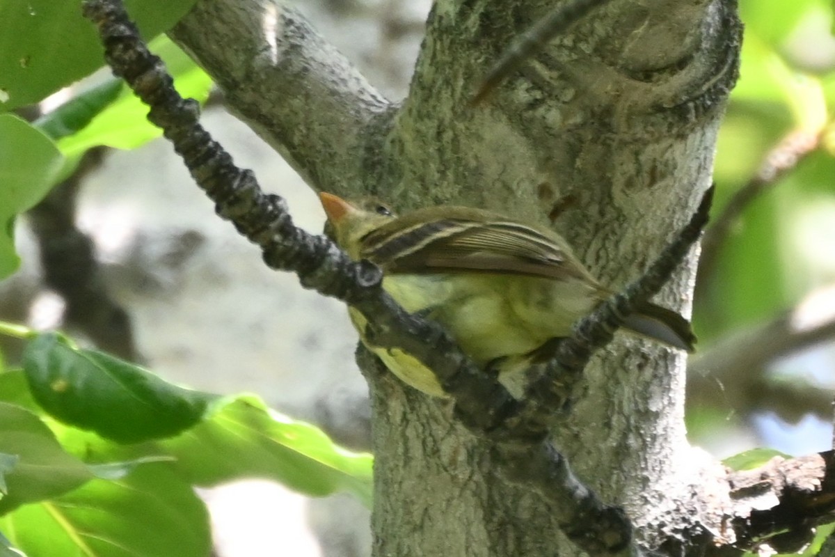 Western Flycatcher - ML638291331