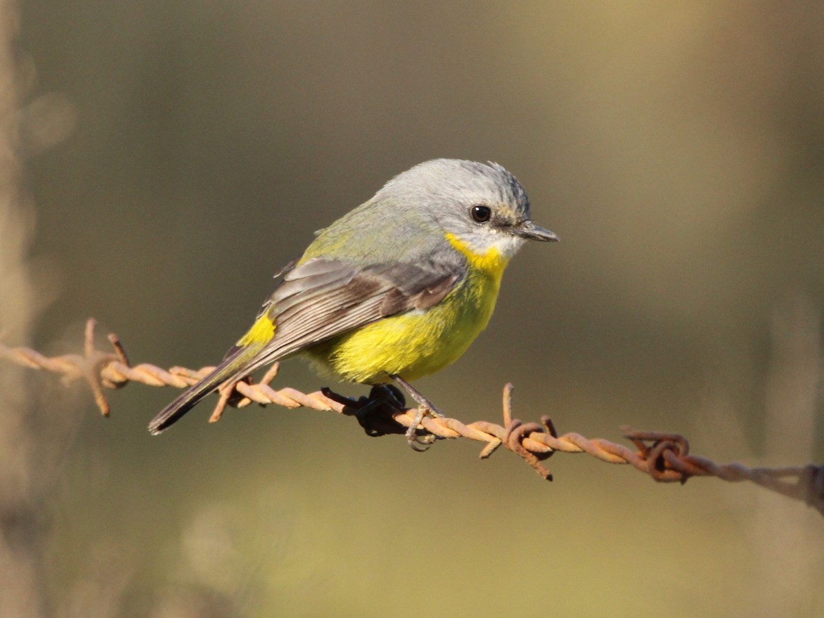 Eastern Yellow Robin - ML638291332