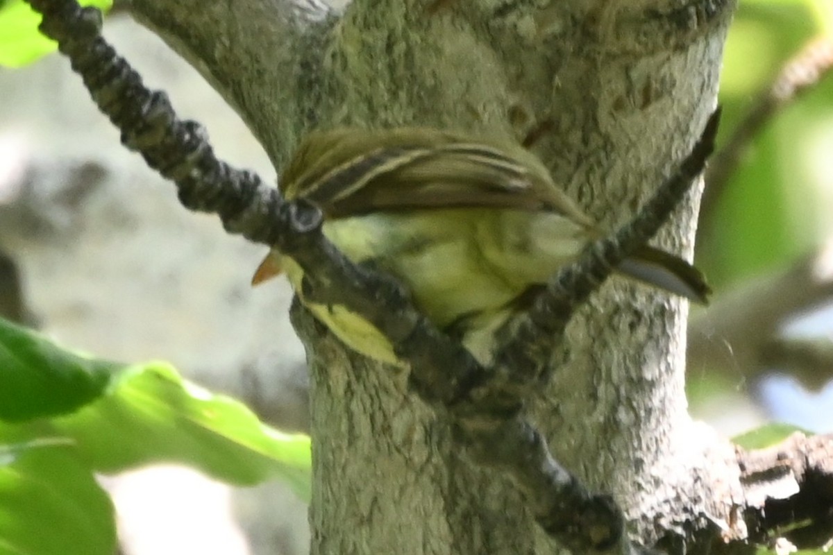 Western Flycatcher - ML638291333