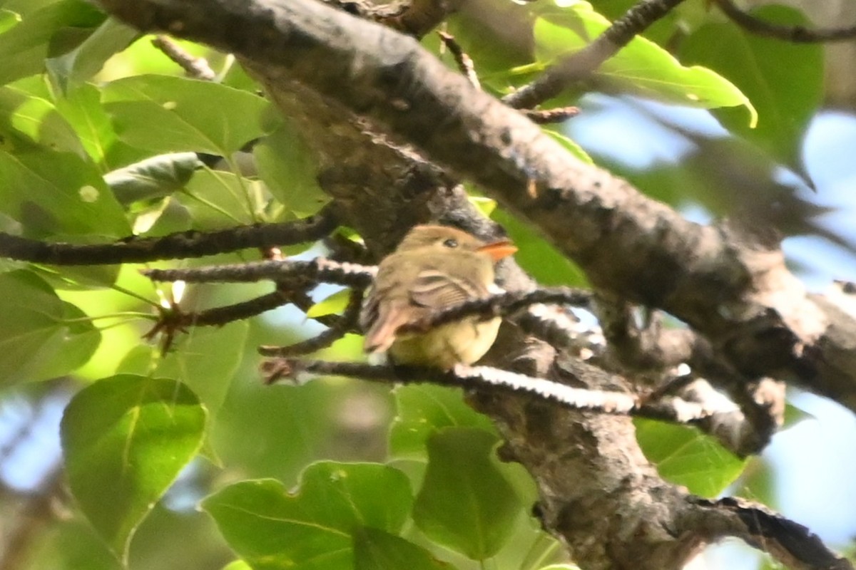 Western Flycatcher - ML638291335