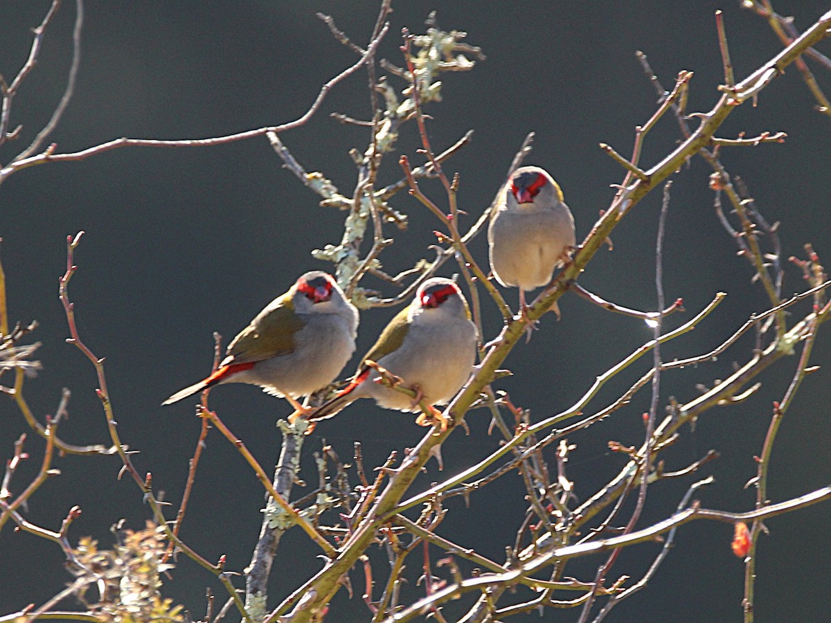 Red-browed Firetail - ML638291348
