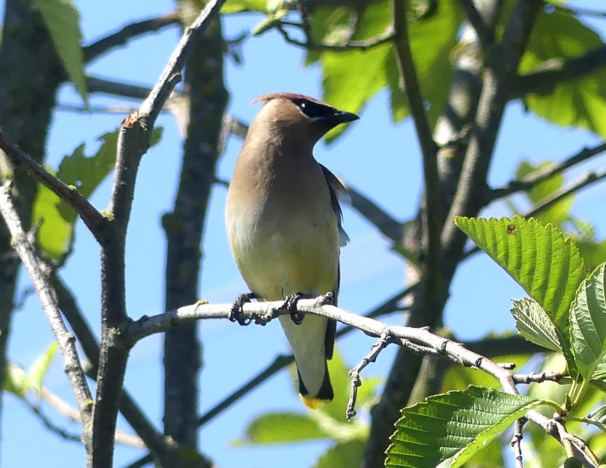 Cedar Waxwing - ML638291356
