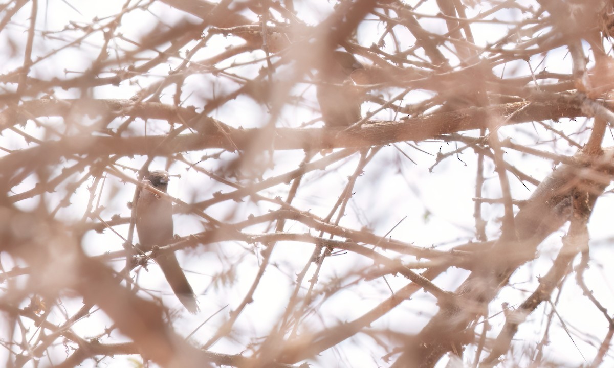 Black-cheeked Waxbill - ML638291358
