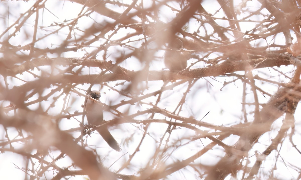 Black-cheeked Waxbill - ML638291359
