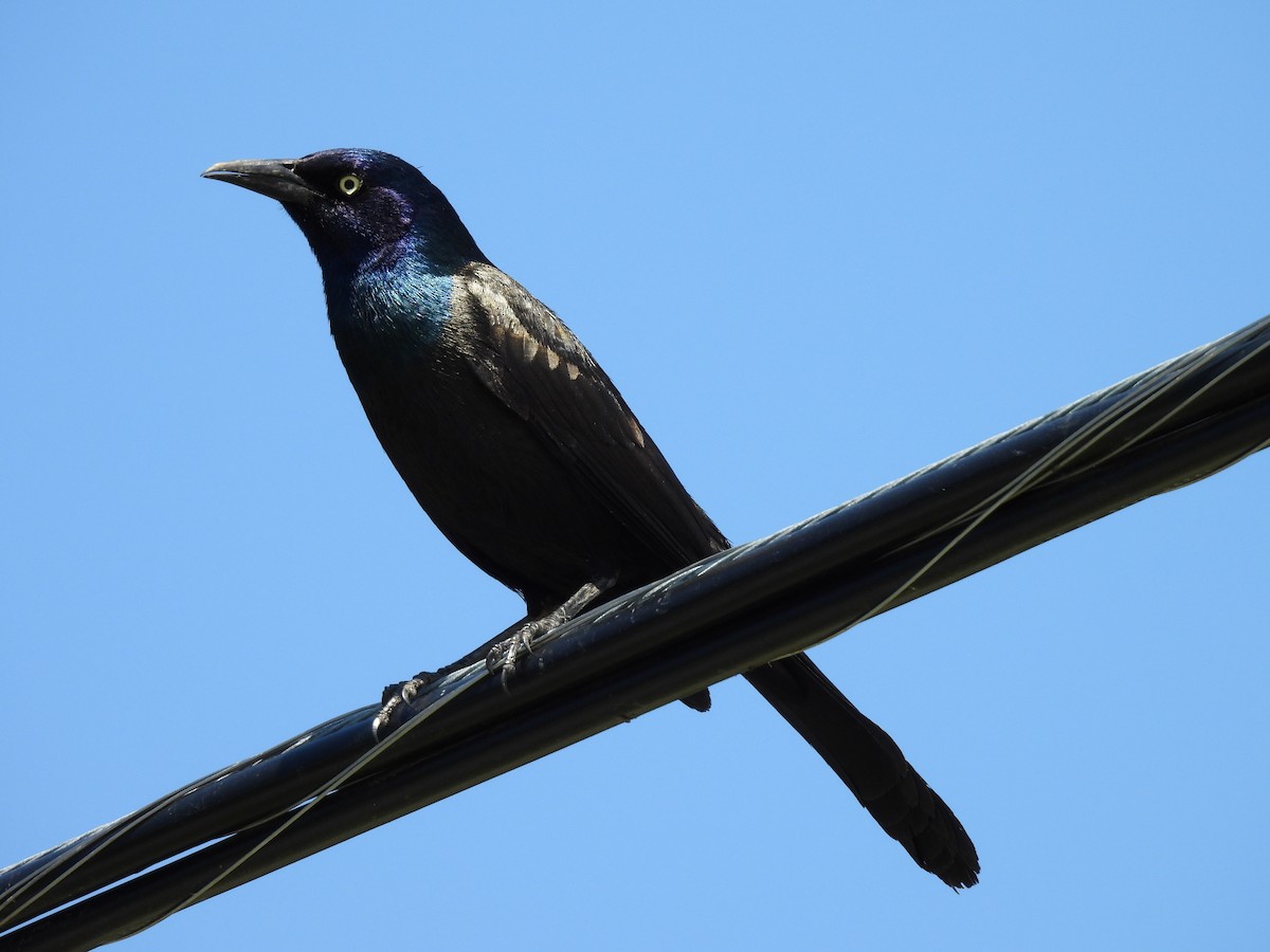 Common Grackle - ML638291363