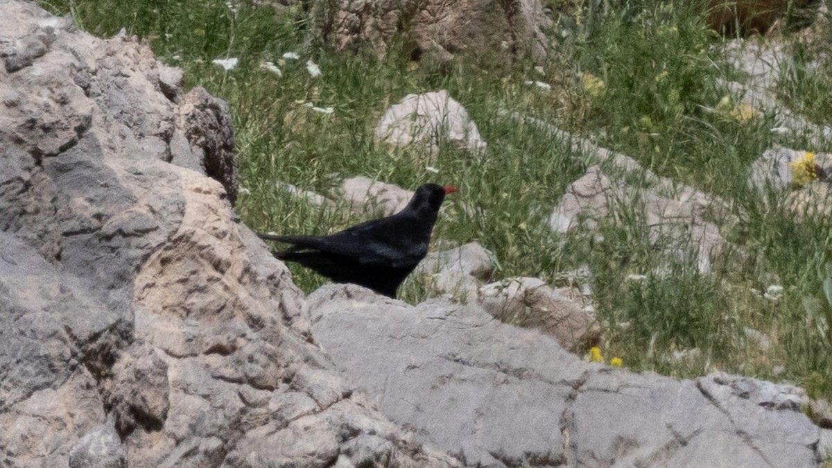 kavče červenozobé - ML638291366