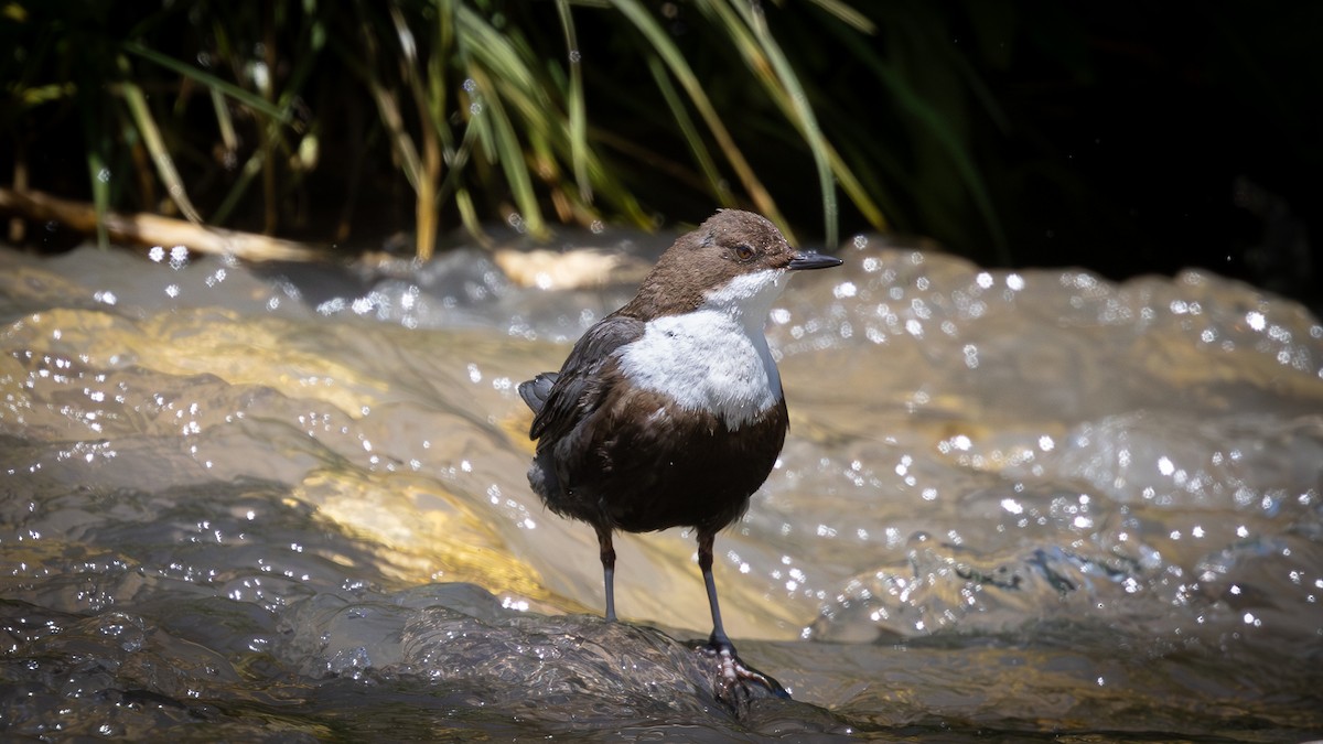 White-throated Dipper - ML638291369