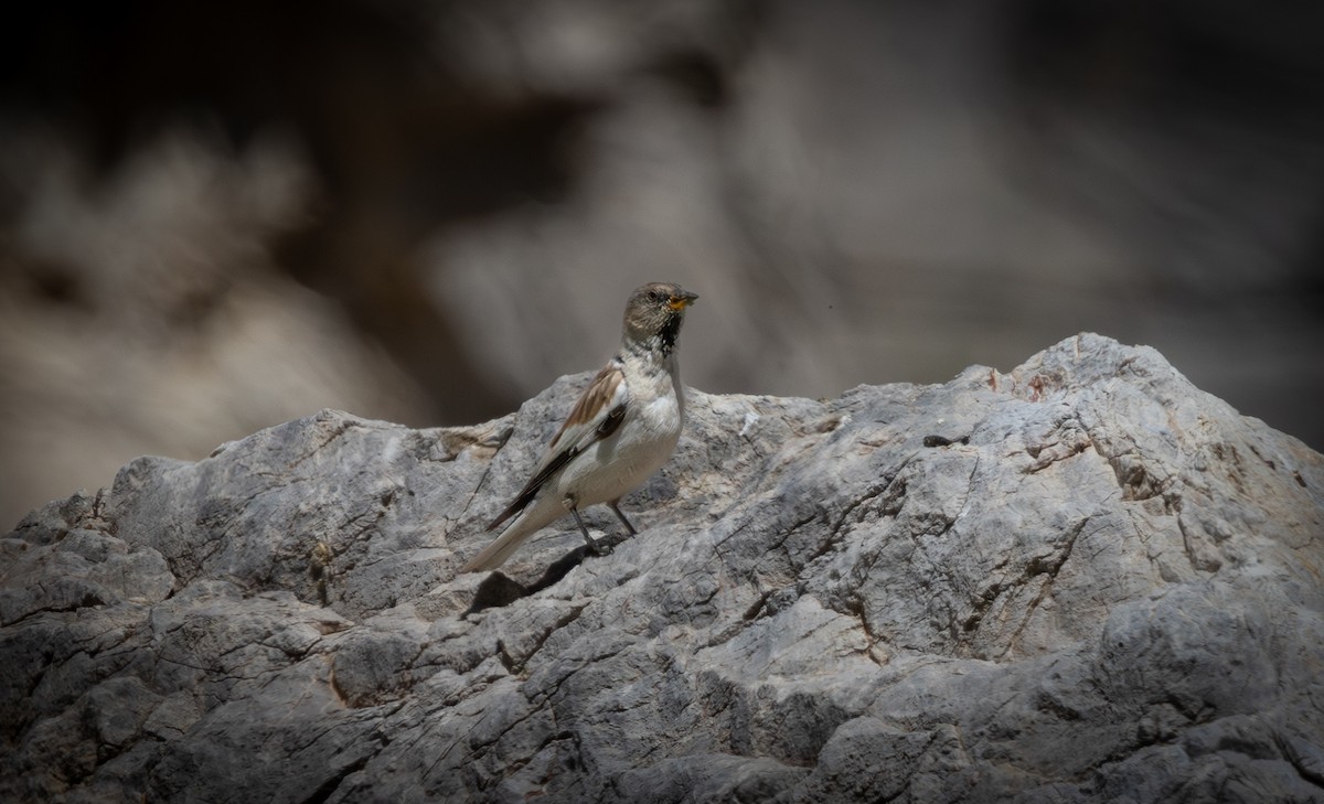 White-winged Snowfinch - ML638291372