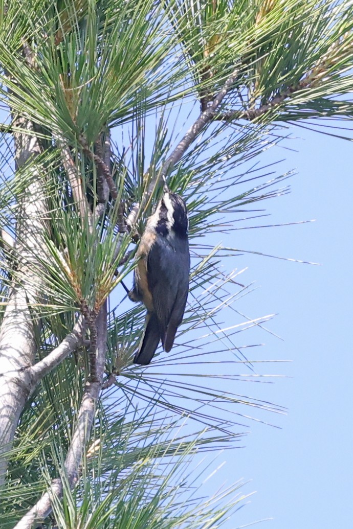 Red-breasted Nuthatch - ML638291373