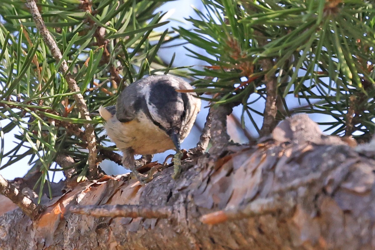 Red-breasted Nuthatch - ML638291374