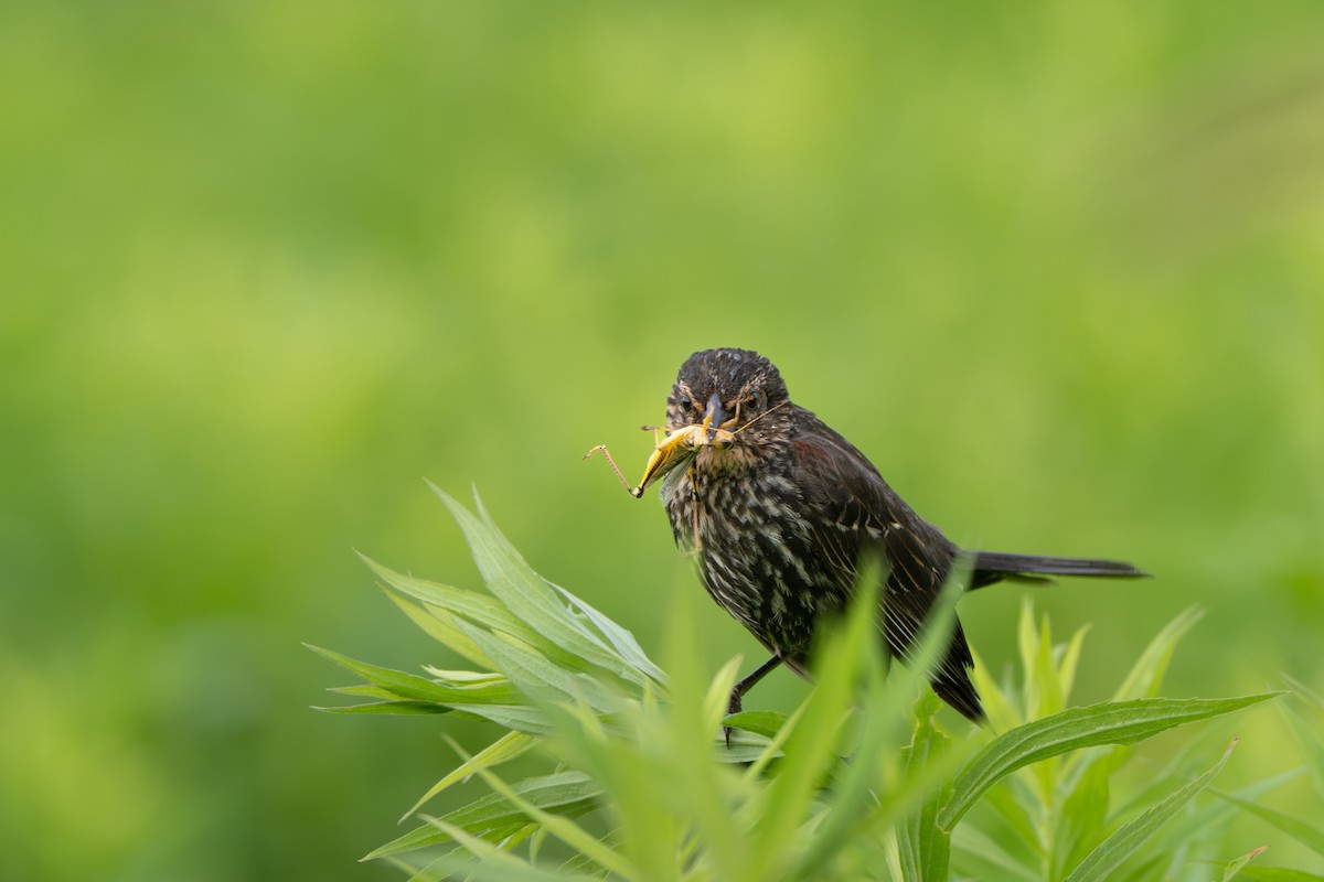 Red-winged Blackbird - ML638291376
