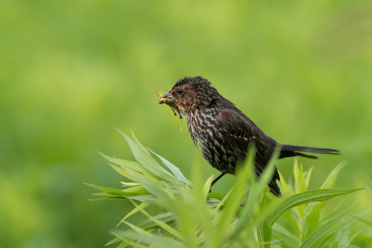 Red-winged Blackbird - ML638291377