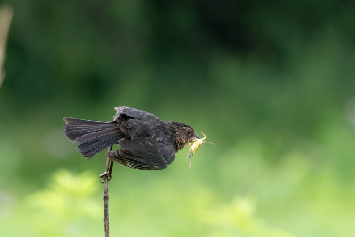Red-winged Blackbird - ML638291378