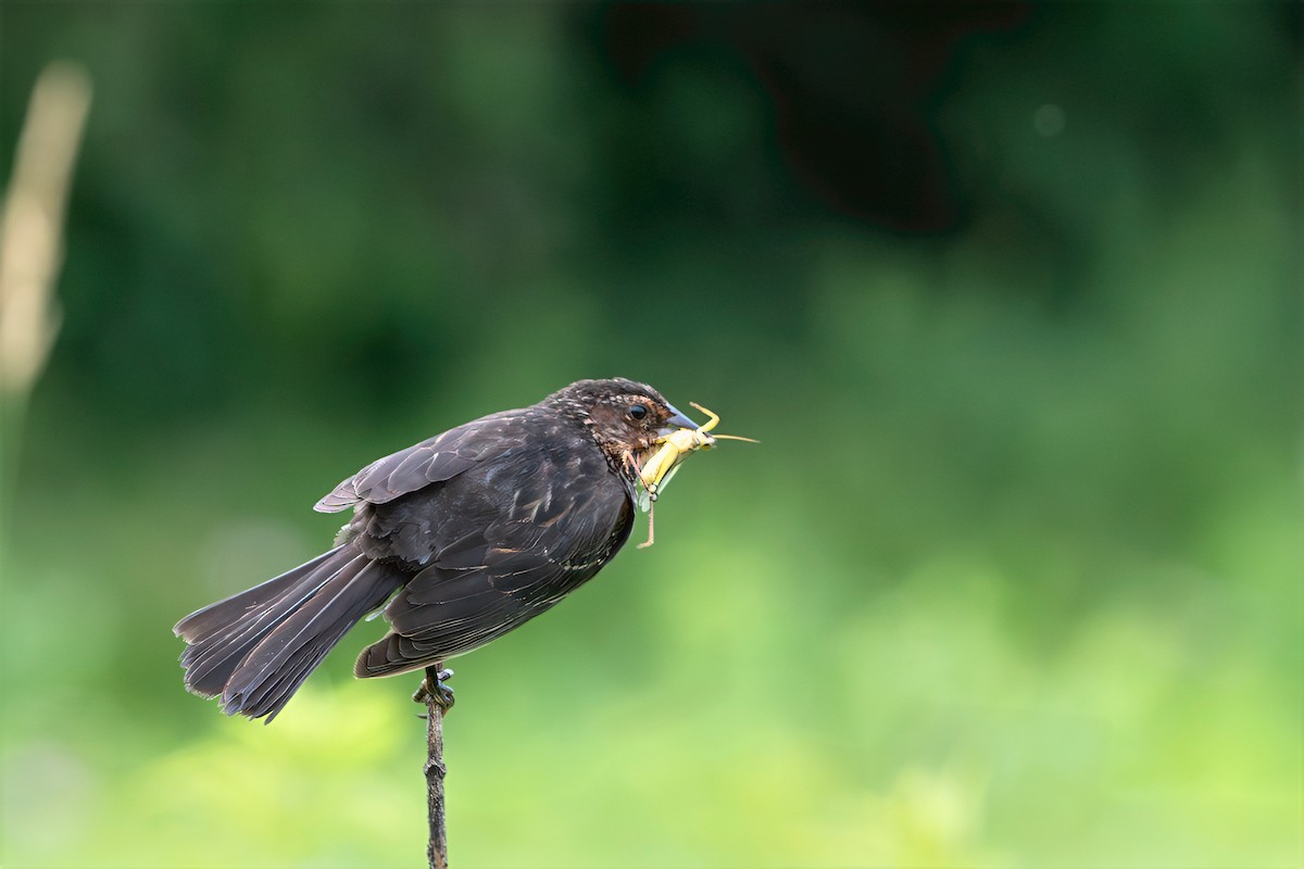 Red-winged Blackbird - ML638291379