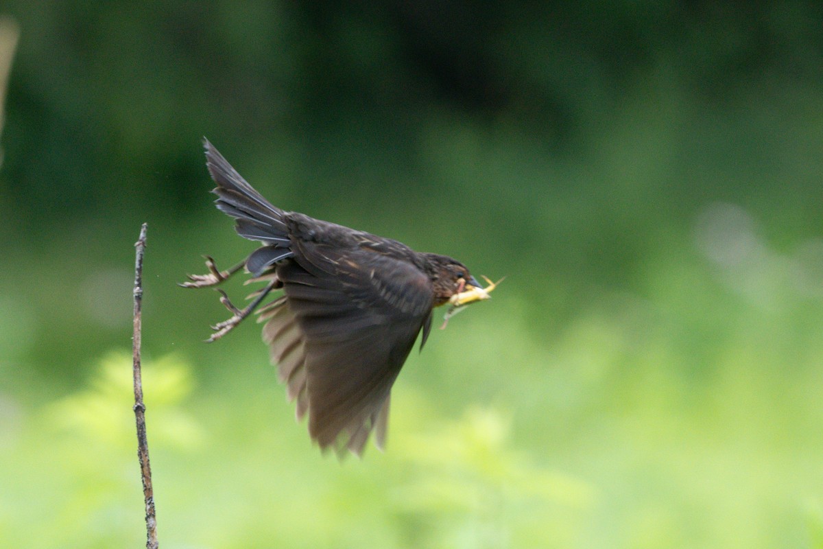 Red-winged Blackbird - ML638291380
