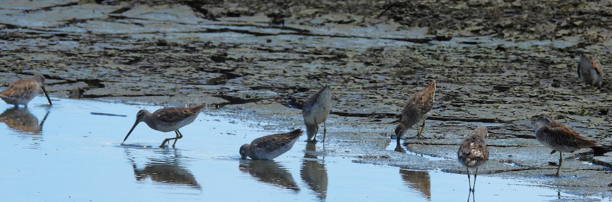 Short-billed/Long-billed Dowitcher - ML638291381