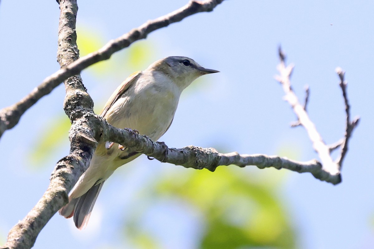 Tennessee Warbler - ML638291382