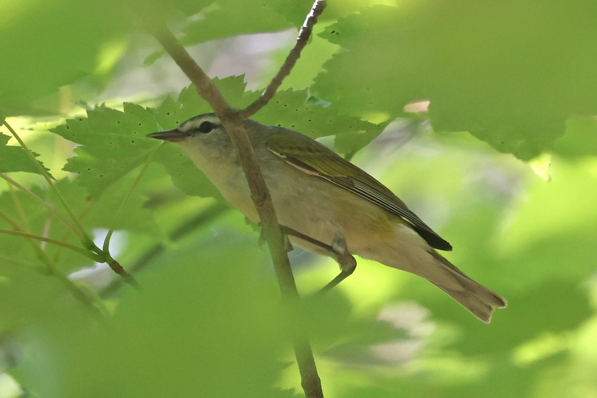 Tennessee Warbler - ML638291383