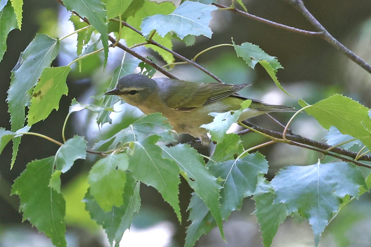 Tennessee Warbler - ML638291384