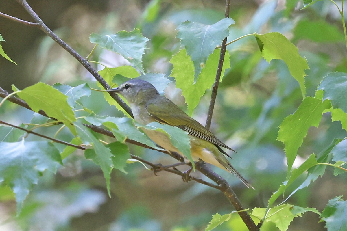 Tennessee Warbler - ML638291385