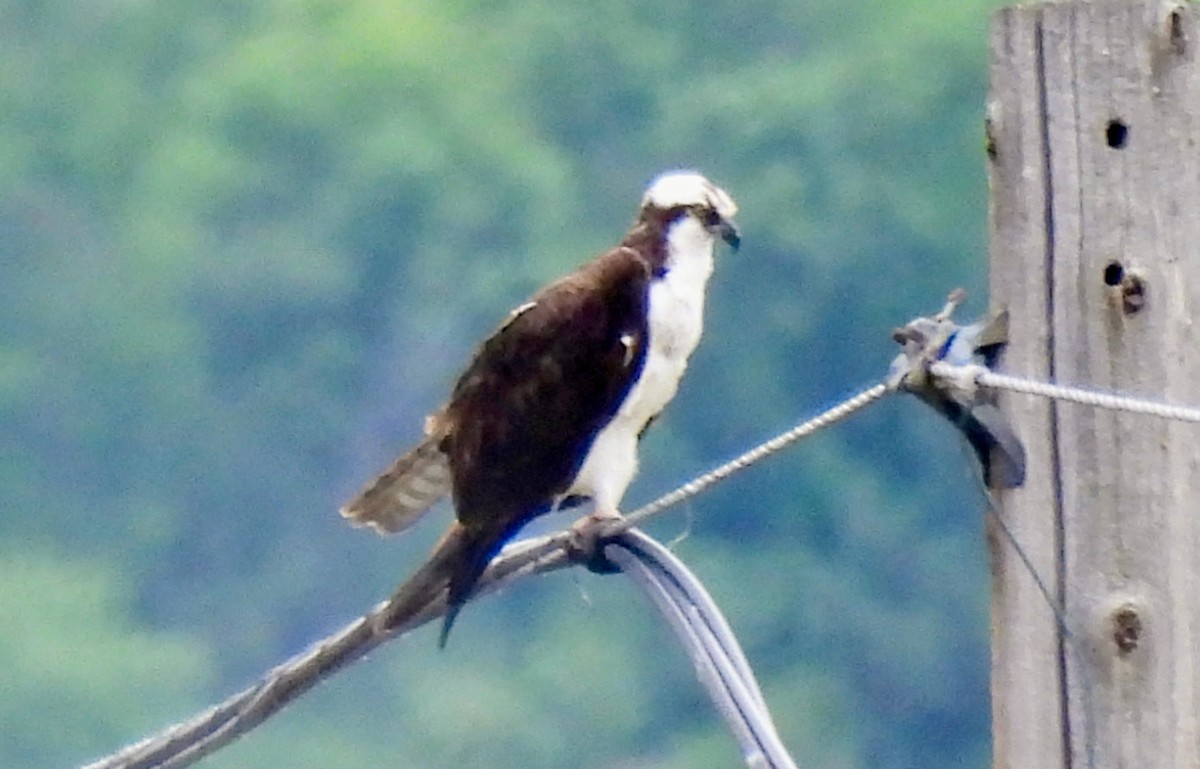 Osprey - ML638291387