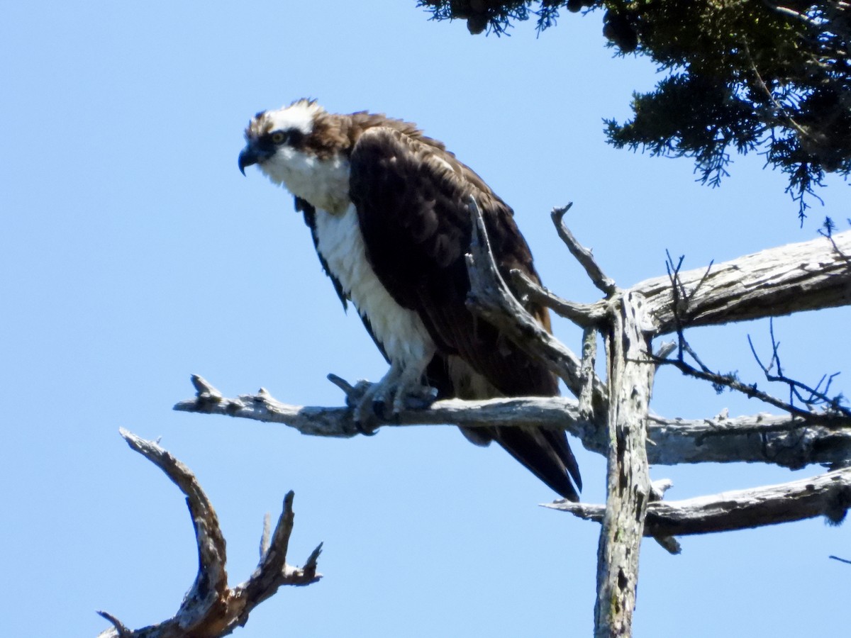 Osprey - ML638291388