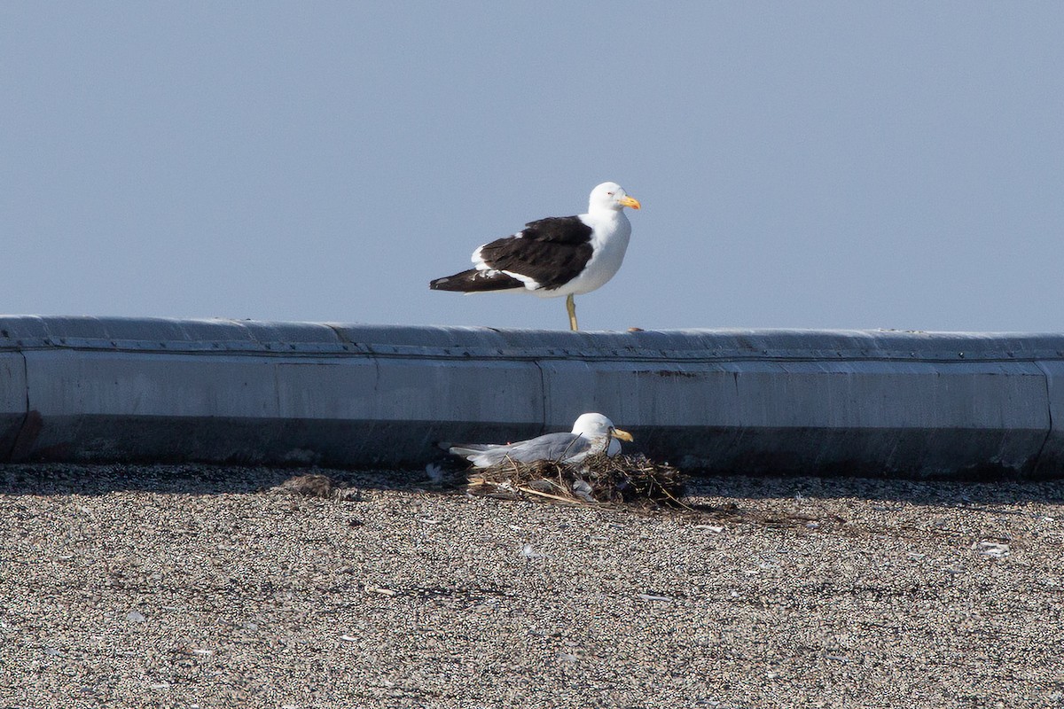 Kelp Gull - ML638291389