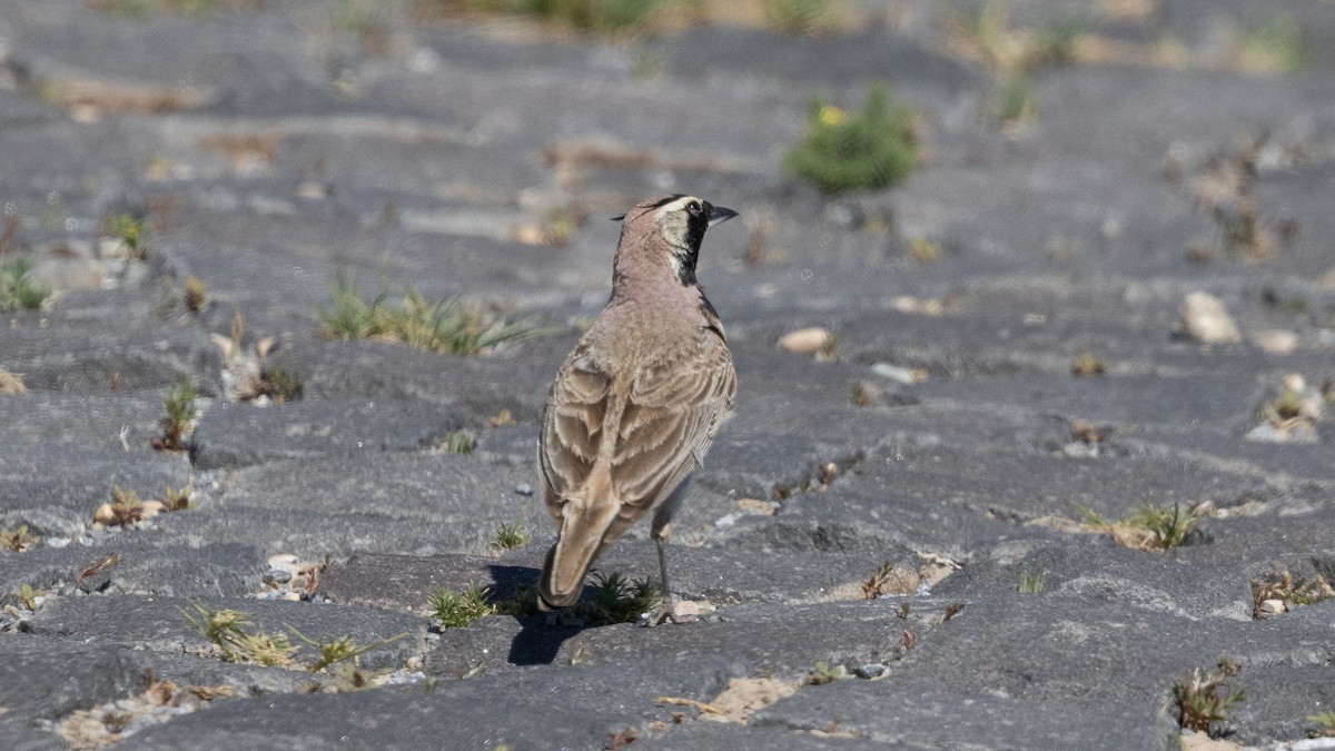 Horned Lark - ML638291390