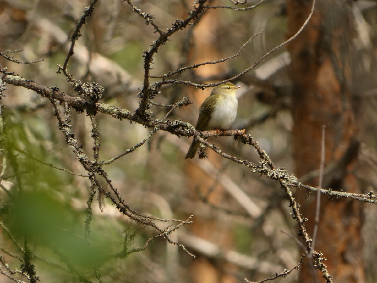 Wood Warbler - ML638291392