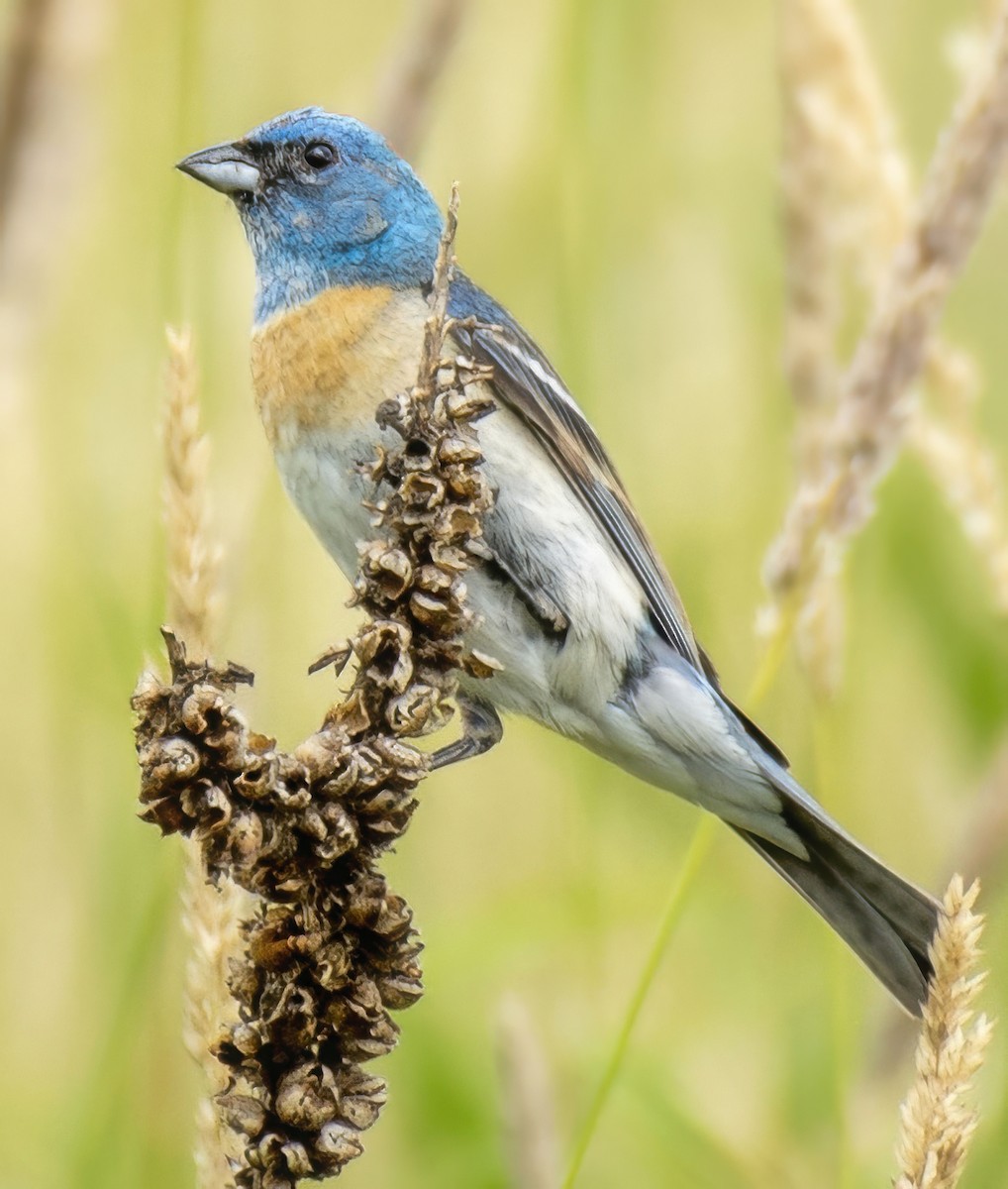 Lazuli Bunting - ML638291394