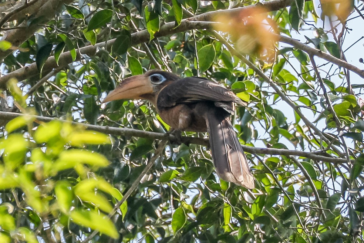 Rusty-cheeked Hornbill - ML638291395