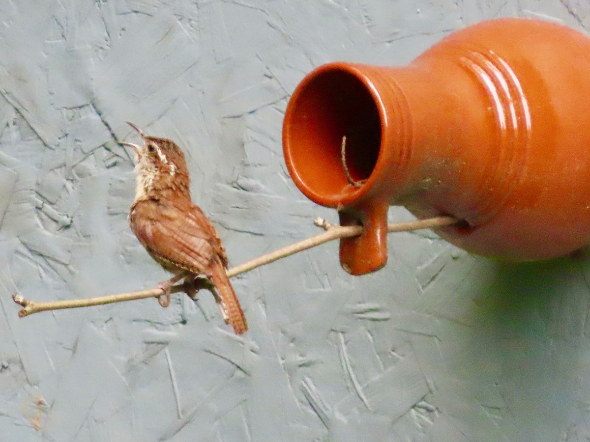 Carolina Wren - ML638291396