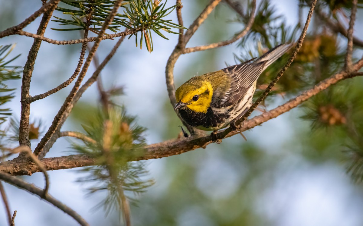 Black-throated Green Warbler - ML638291398