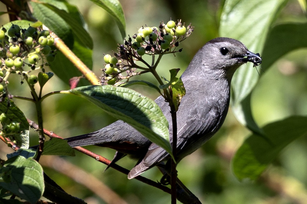 Gray Catbird - ML638291403