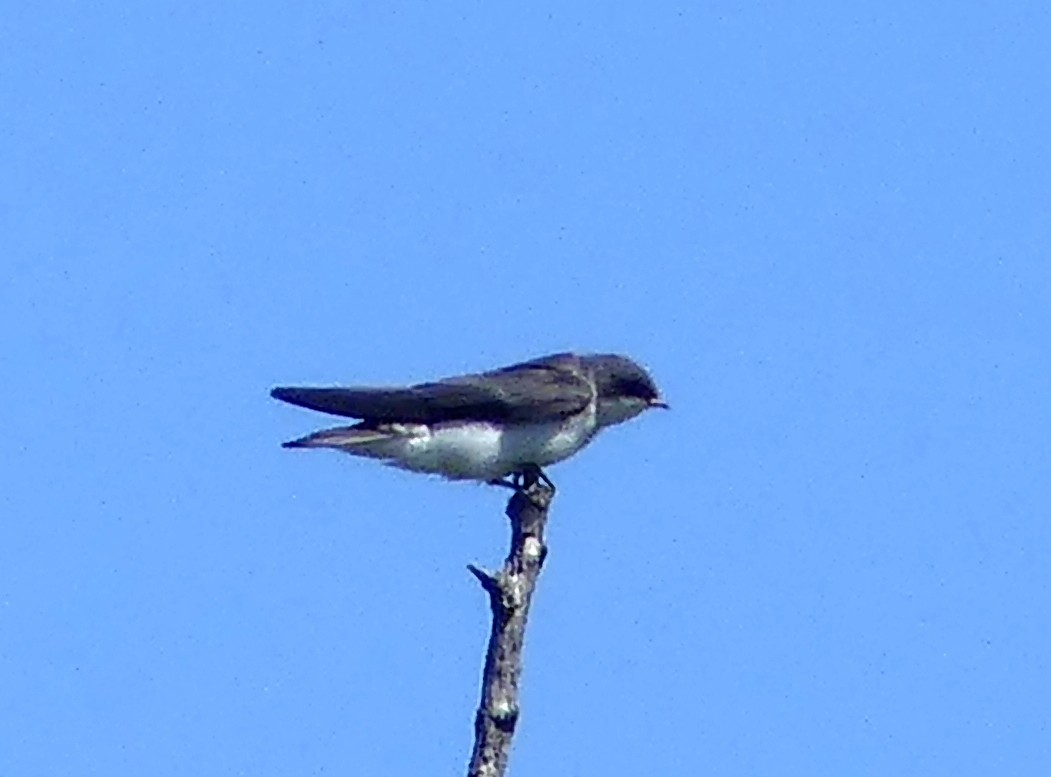 Tree Swallow - ML638291404