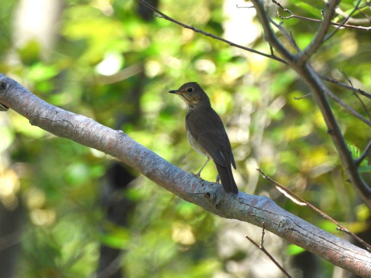 Swainson's Thrush - ML638291405