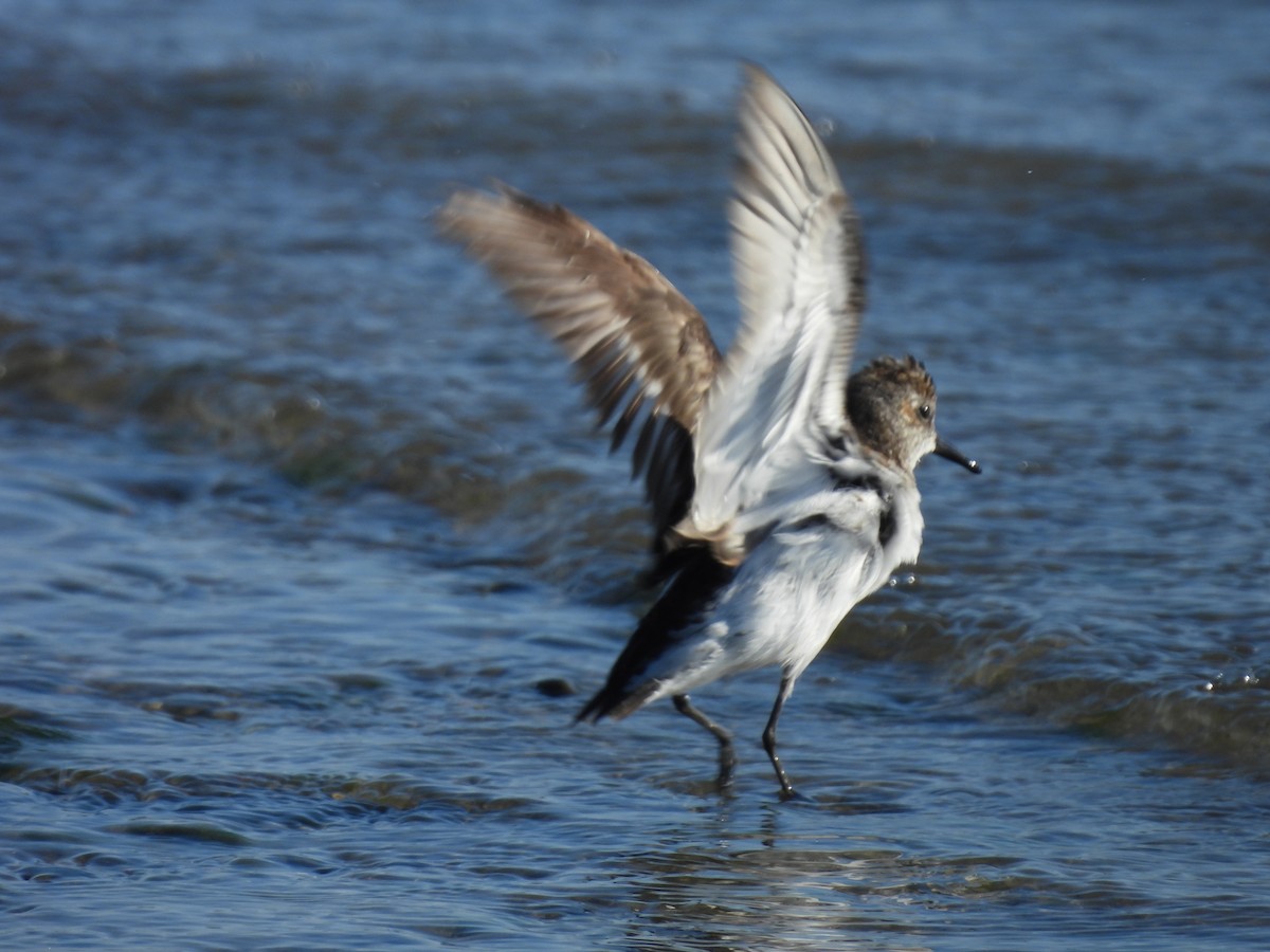 Semipalmated Sandpiper - ML638291406