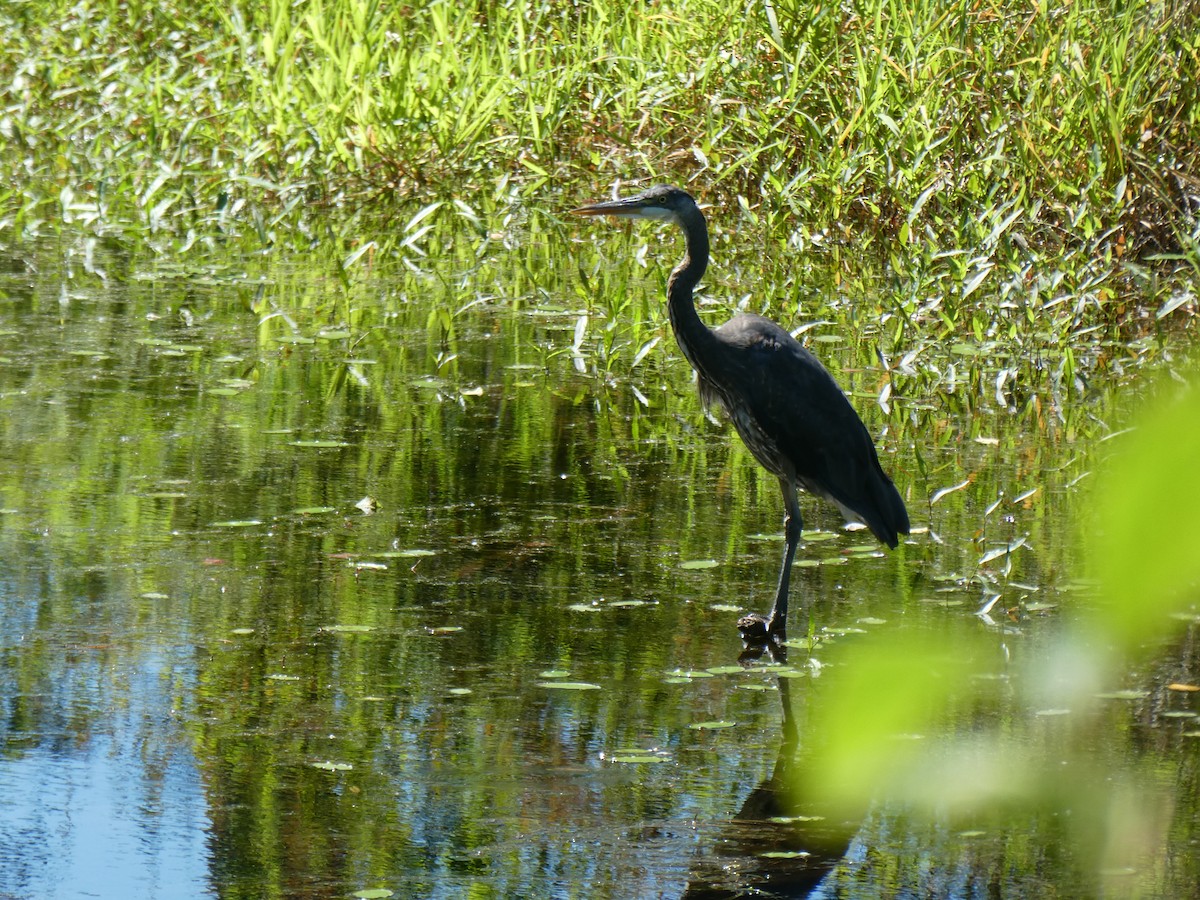 Great Blue Heron (Great Blue) - ML638291419