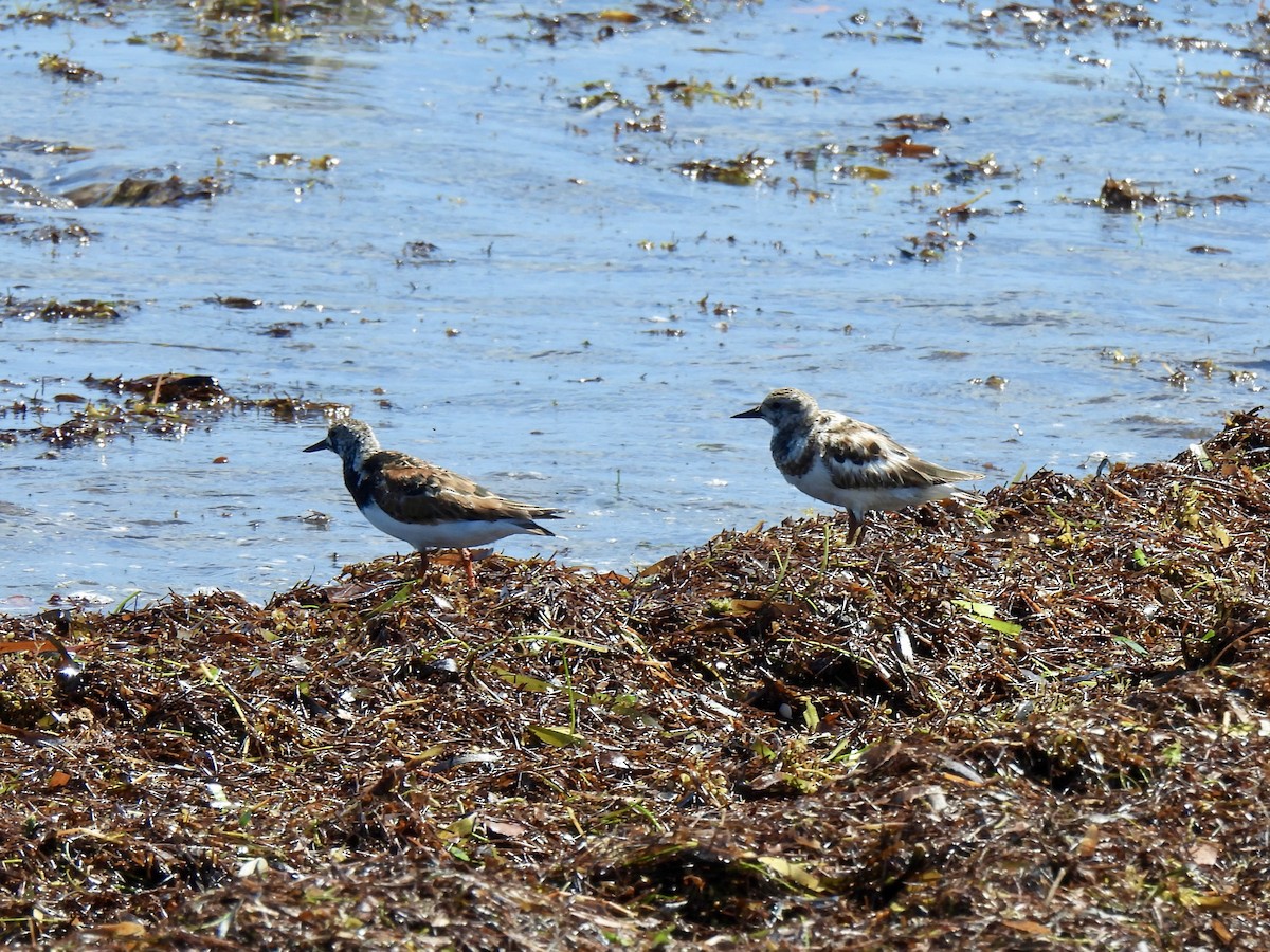 Ruddy Turnstone - ML638291422