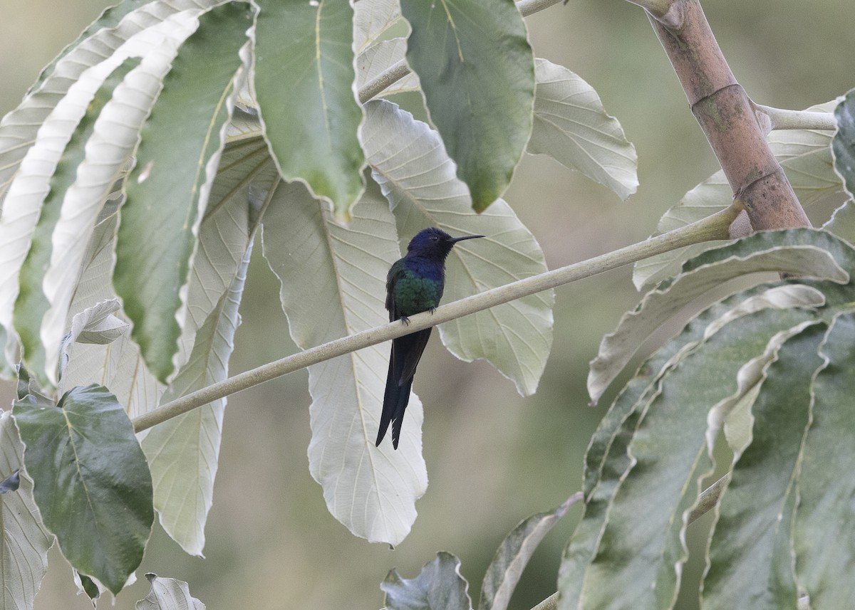 Swallow-tailed Hummingbird - ML638291431