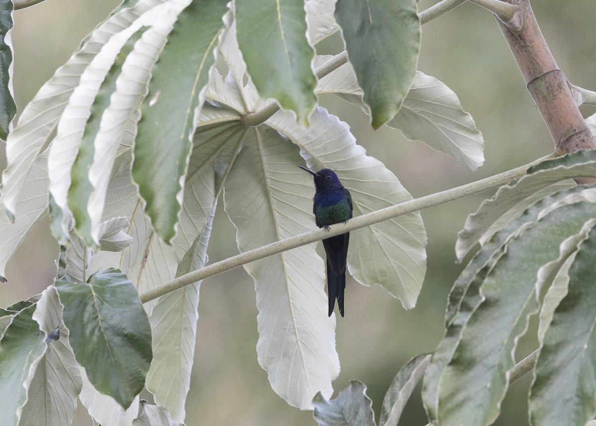 Swallow-tailed Hummingbird - ML638291432
