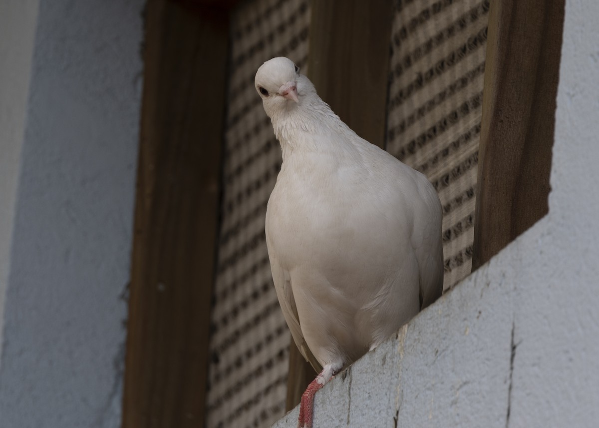 Rock Pigeon (Feral Pigeon) - ML638291434
