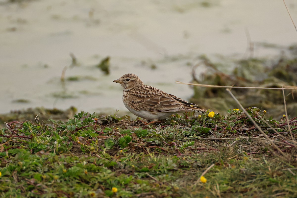Asian Short-toed Lark - ML638291435