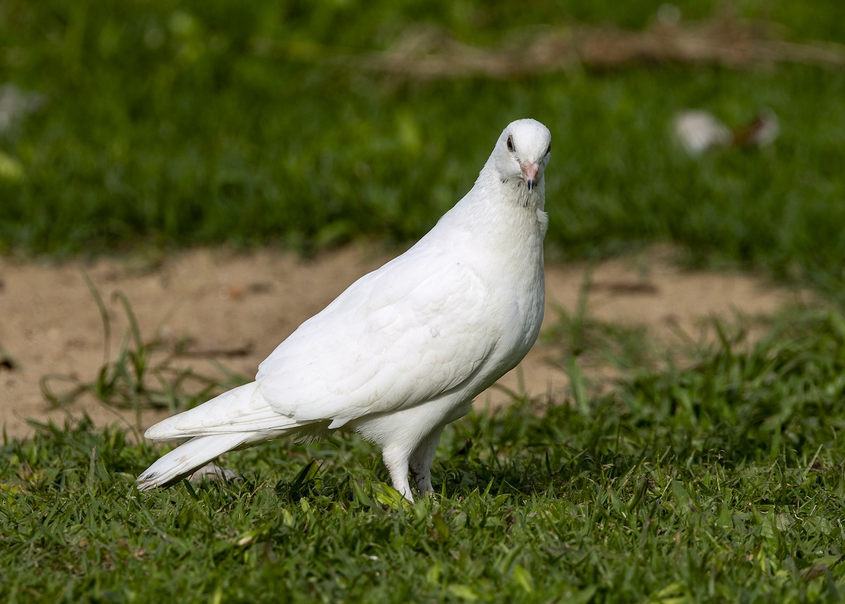 Rock Pigeon (Feral Pigeon) - ML638291443