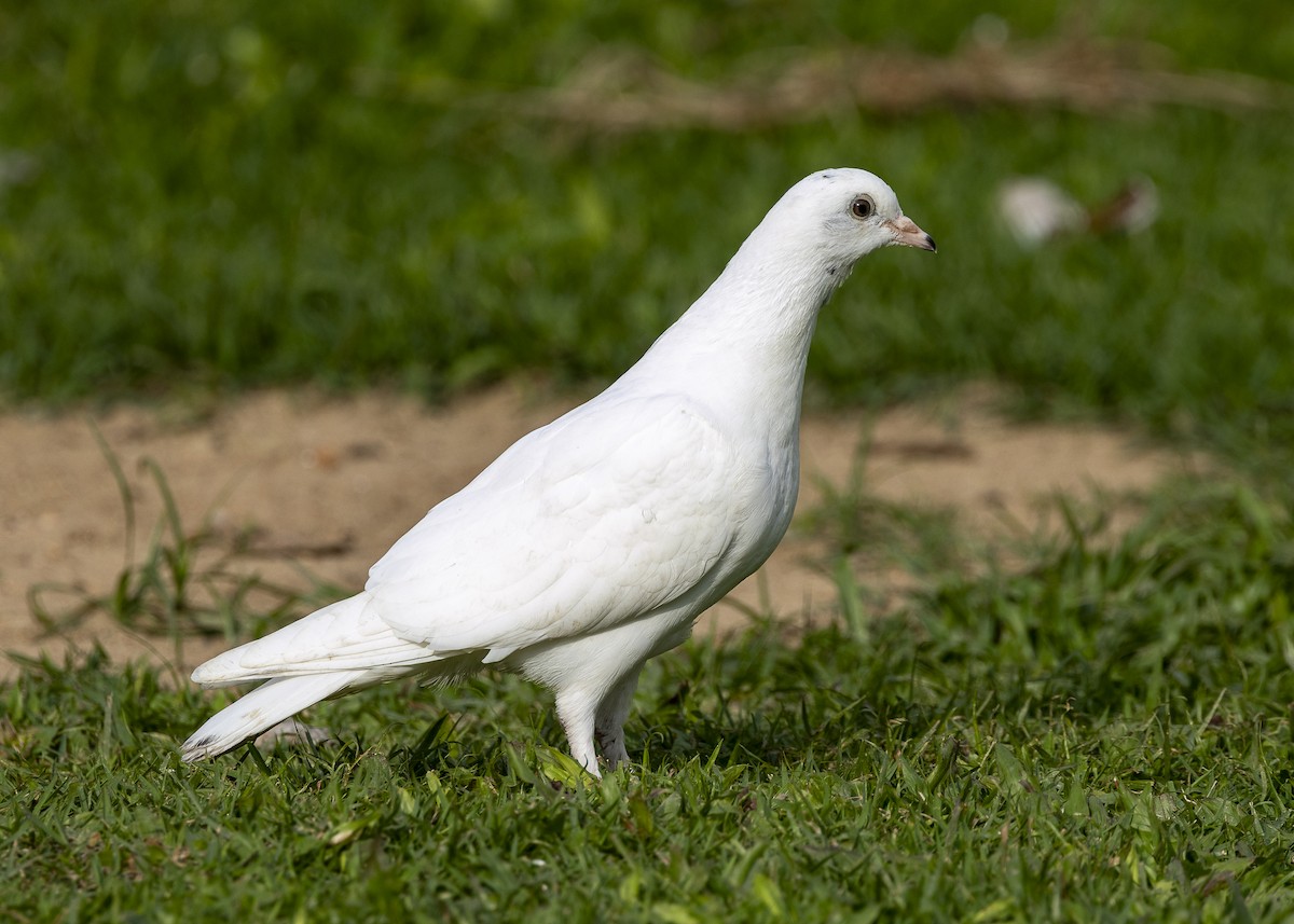 Rock Pigeon (Feral Pigeon) - ML638291445