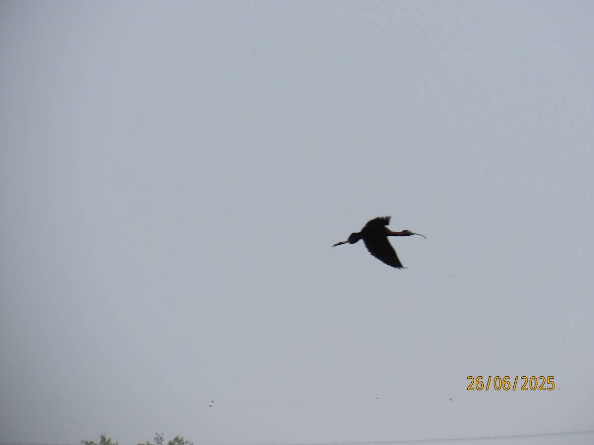 bronseibis - ML638291453