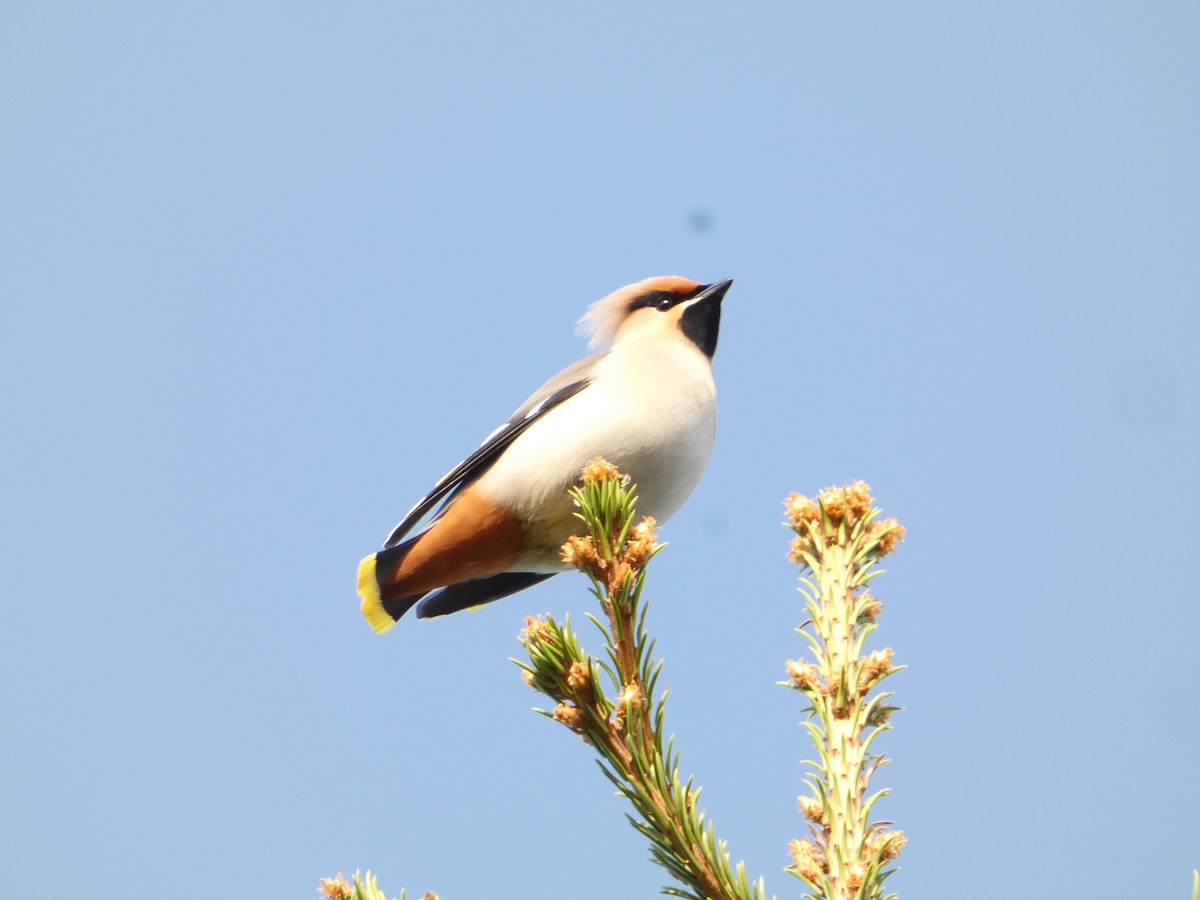 Bohemian Waxwing - ML638291454
