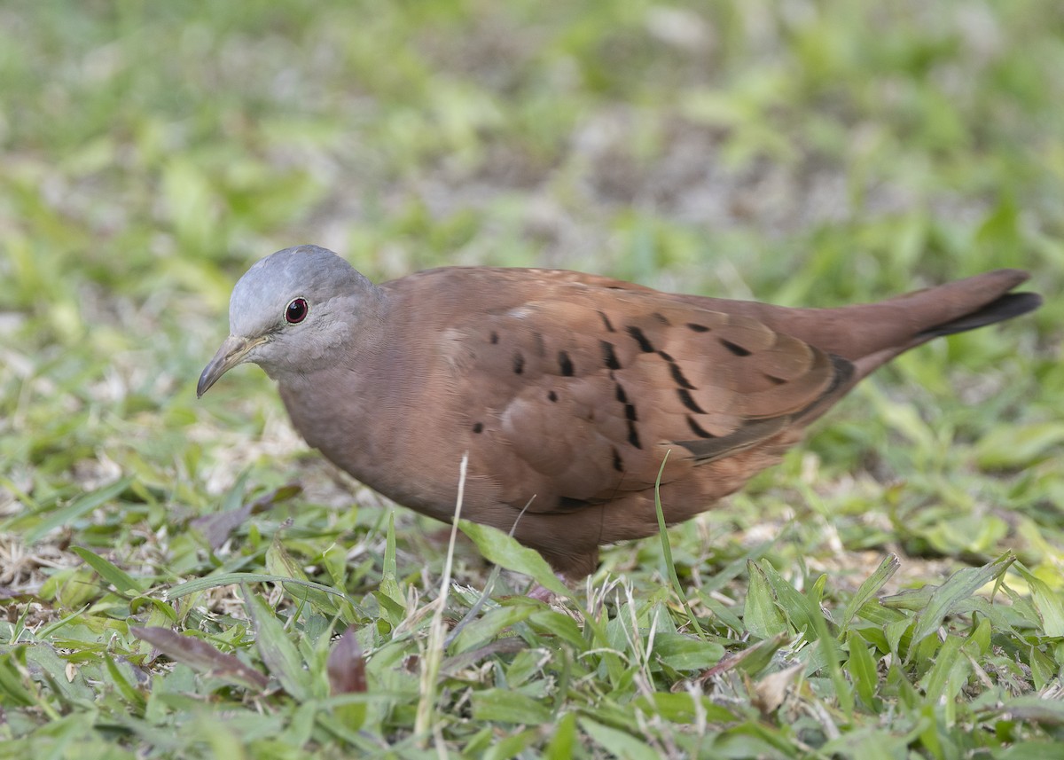 Ruddy Ground Dove - ML638291459